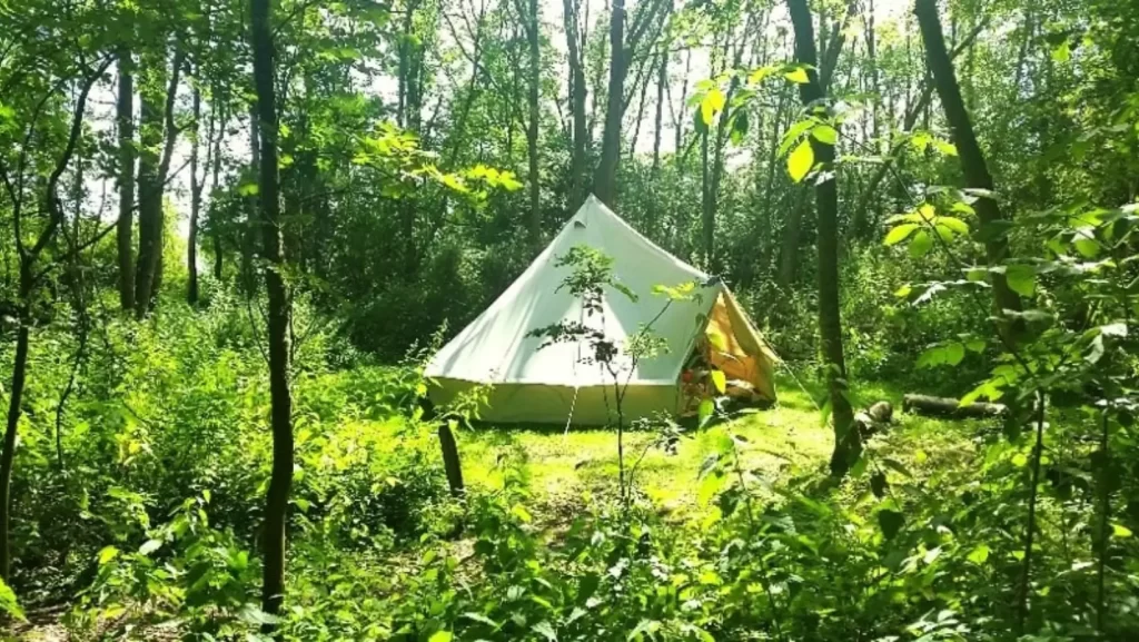 Đi cắm trại trong rừng tuiriviu