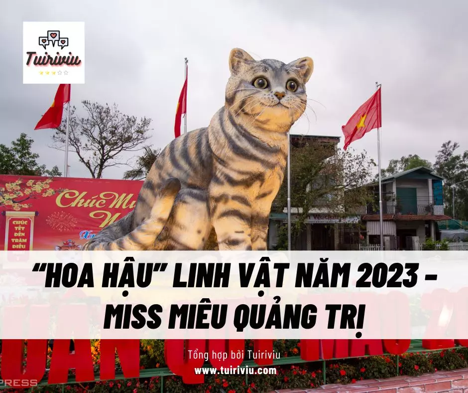 mèo quảng trị 2023