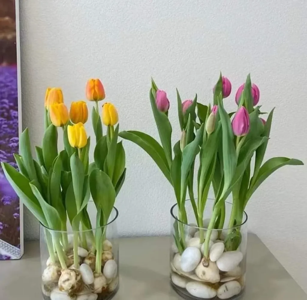 trồng hoa tulip thủy canh