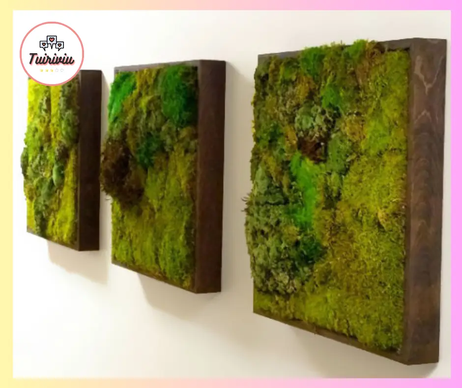 Tại sao nên trang trí tường bằng rêu ?